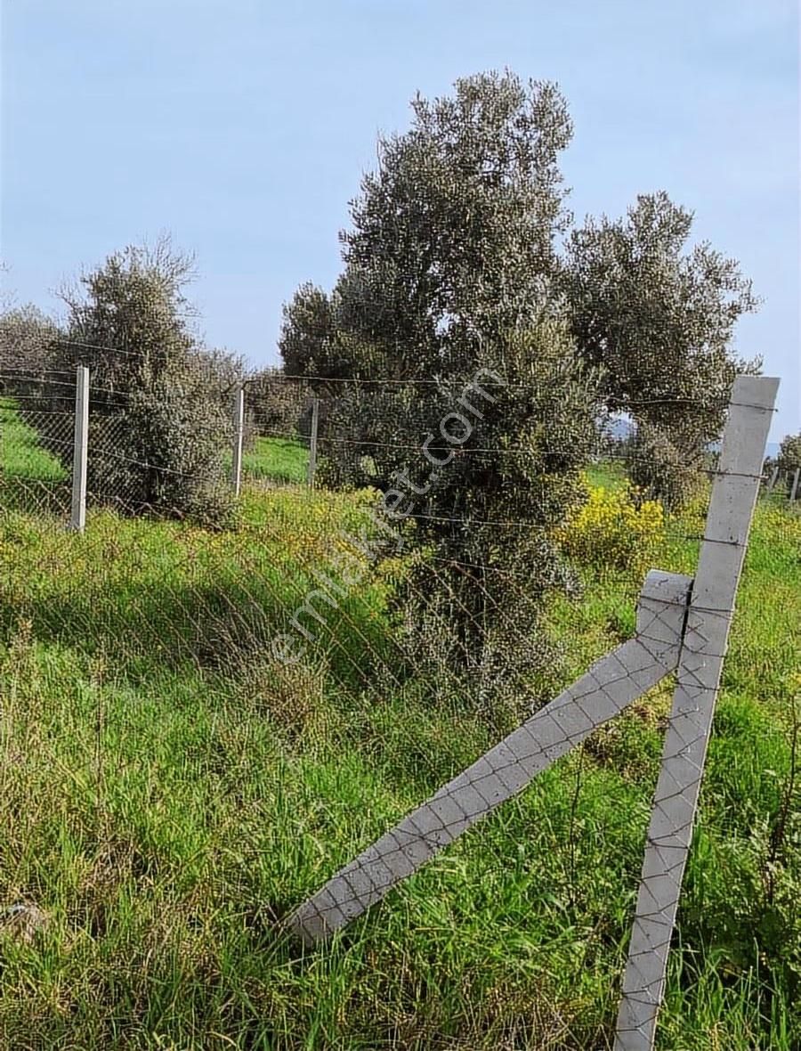 Foça Koca Mehmetler Köyünde 749 M2 Zeytinlik Acil Satılıktır - Görsel 5