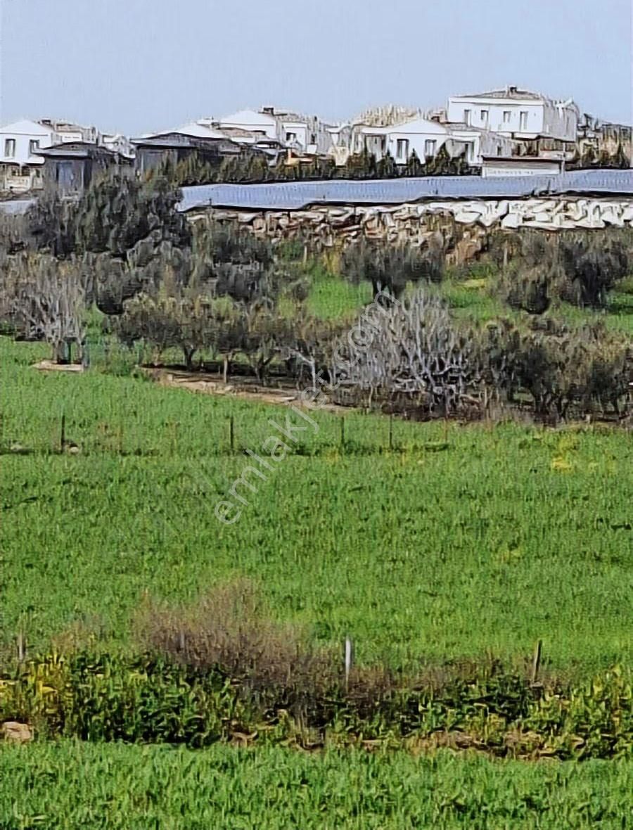 Foça Koca Mehmetler Köyünde 749 M2 Zeytinlik Acil Satılıktır - Görsel 24