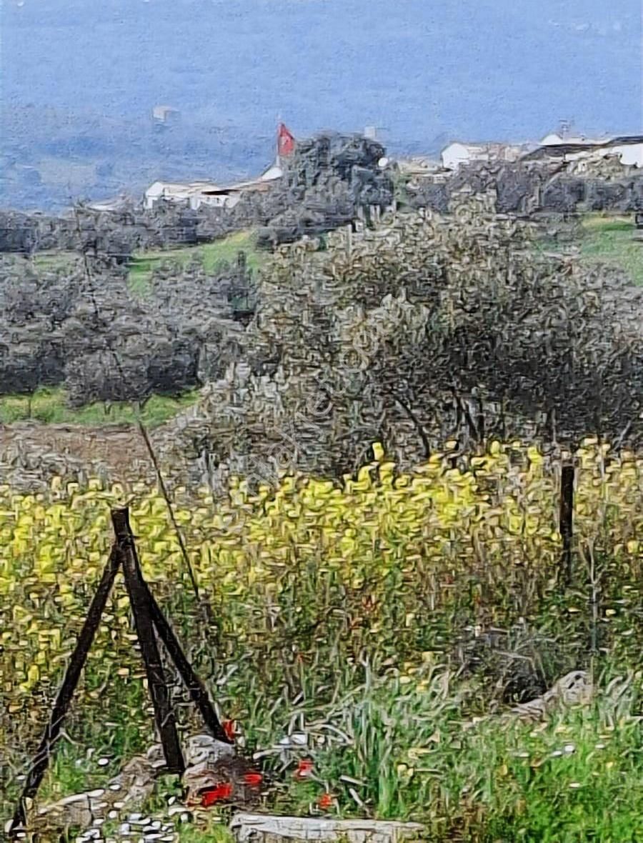 Foça Koca Mehmetler Köyünde 749 M2 Zeytinlik Acil Satılıktır - Görsel 20