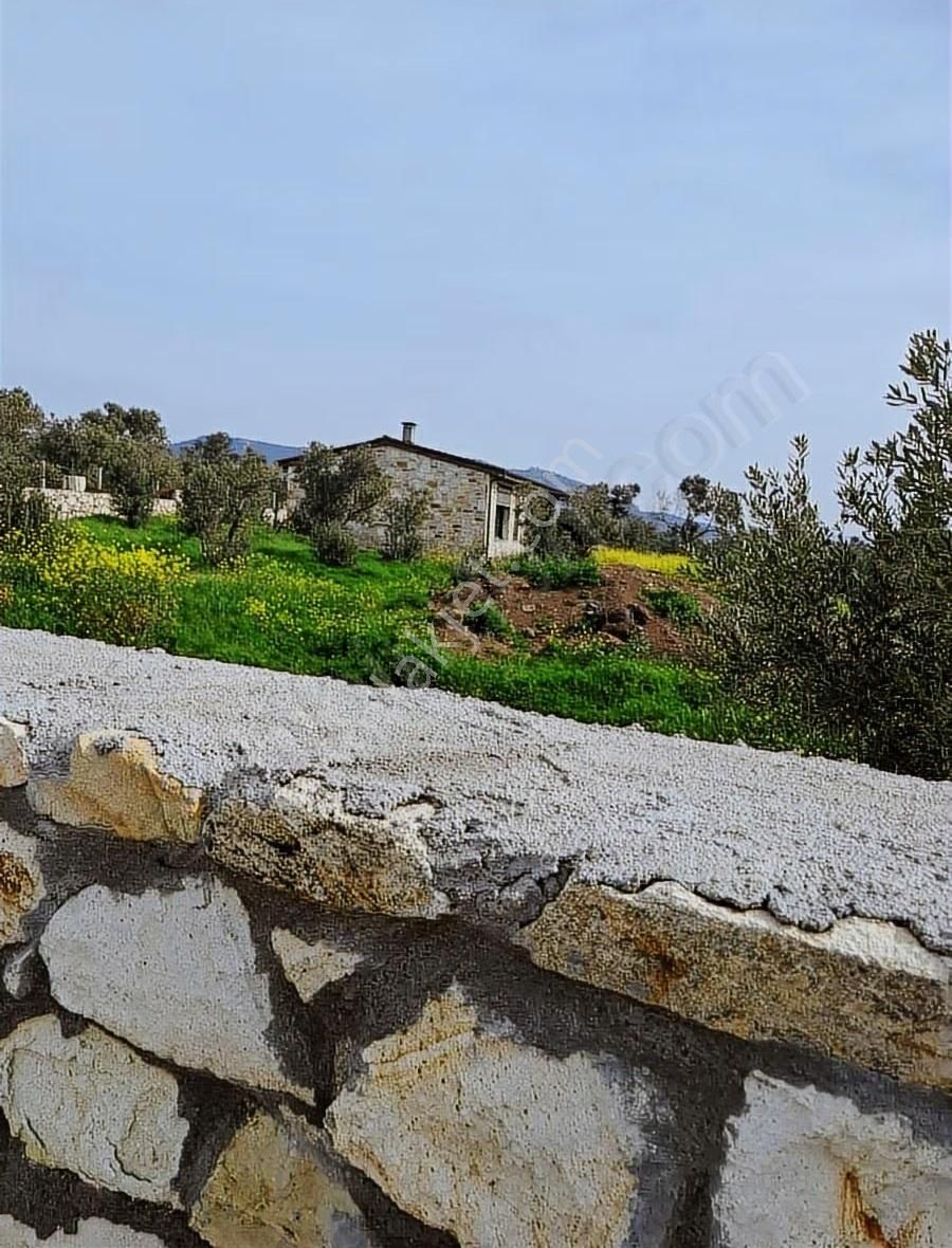 Foça Koca Mehmetler Köyünde 749 M2 Zeytinlik Acil Satılıktır - Görsel 28