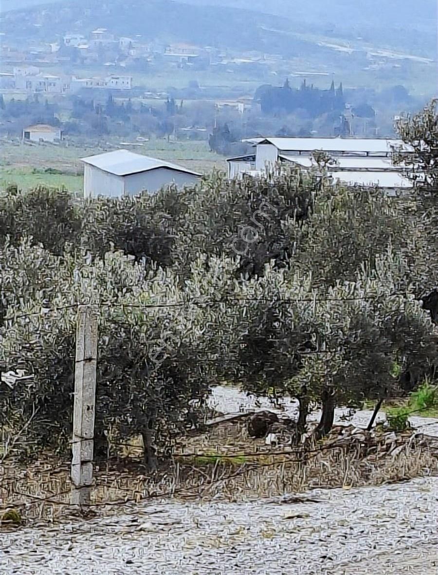 Foça Koca Mehmetler Köyünde 749 M2 Zeytinlik Acil Satılıktır - Görsel 18