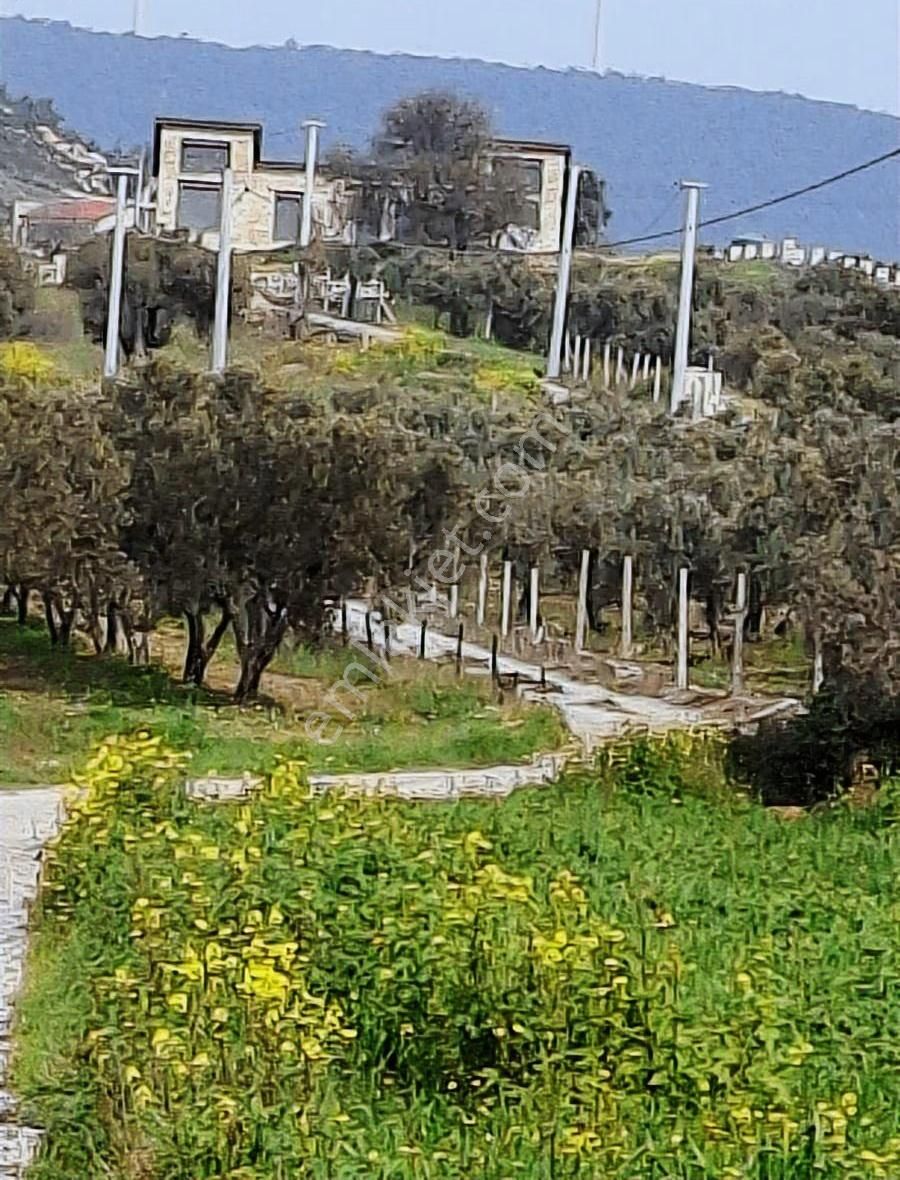 Foça Koca Mehmetler Köyünde 749 M2 Zeytinlik Acil Satılıktır