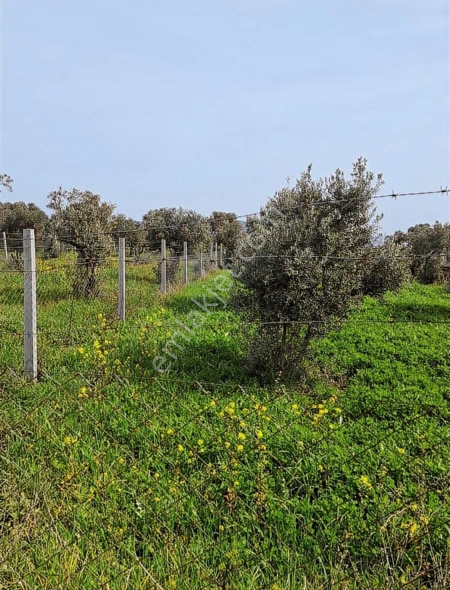 Foça Koca Mehmetler Köyünde 749 M2 Zeytinlik Acil Satılıktır - Görsel 15