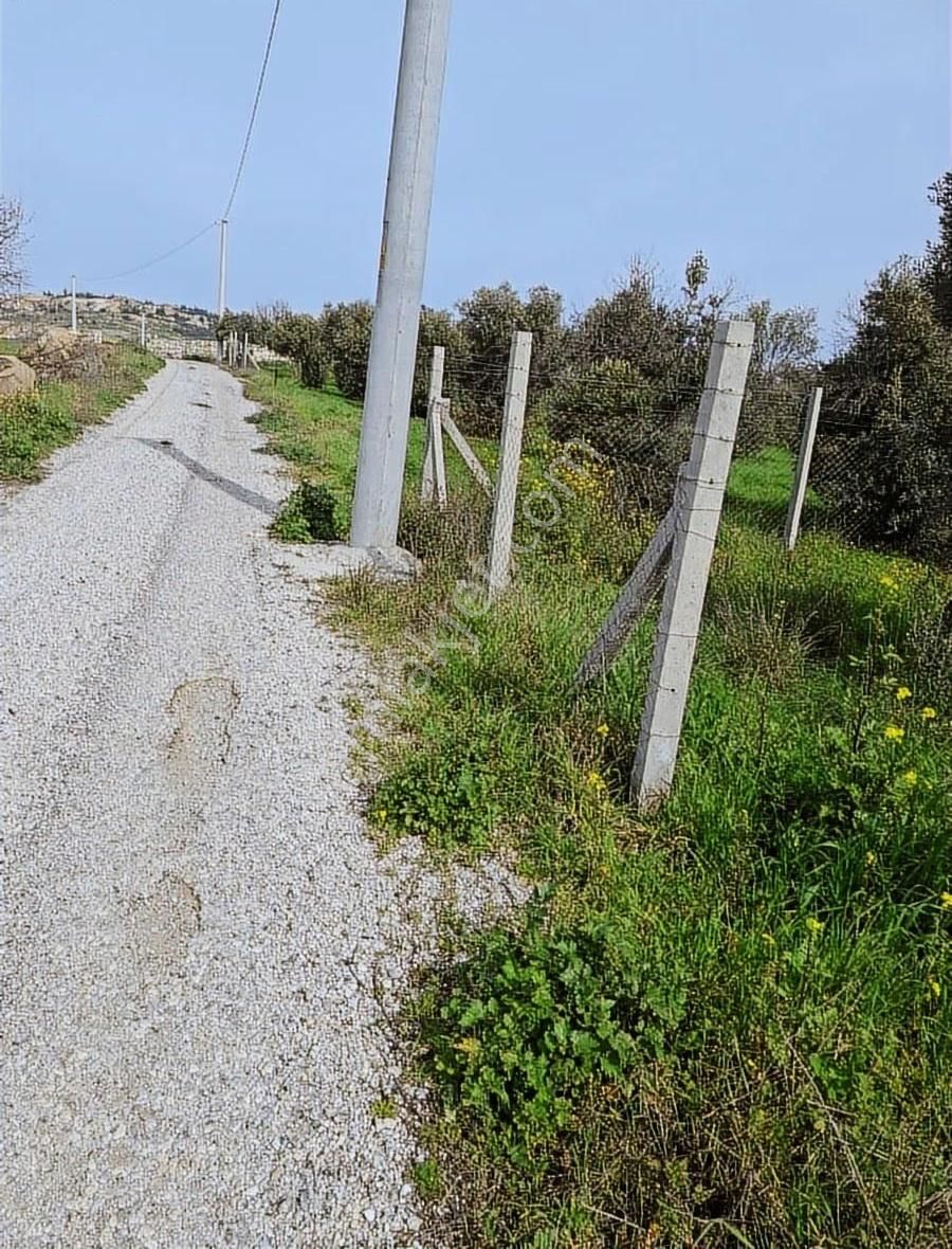 Foça Koca Mehmetler Köyünde 749 M2 Zeytinlik Acil Satılıktır - Görsel 9