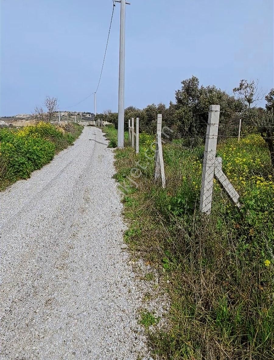 Foça Koca Mehmetler Köyünde 749 M2 Zeytinlik Acil Satılıktır - Görsel 29