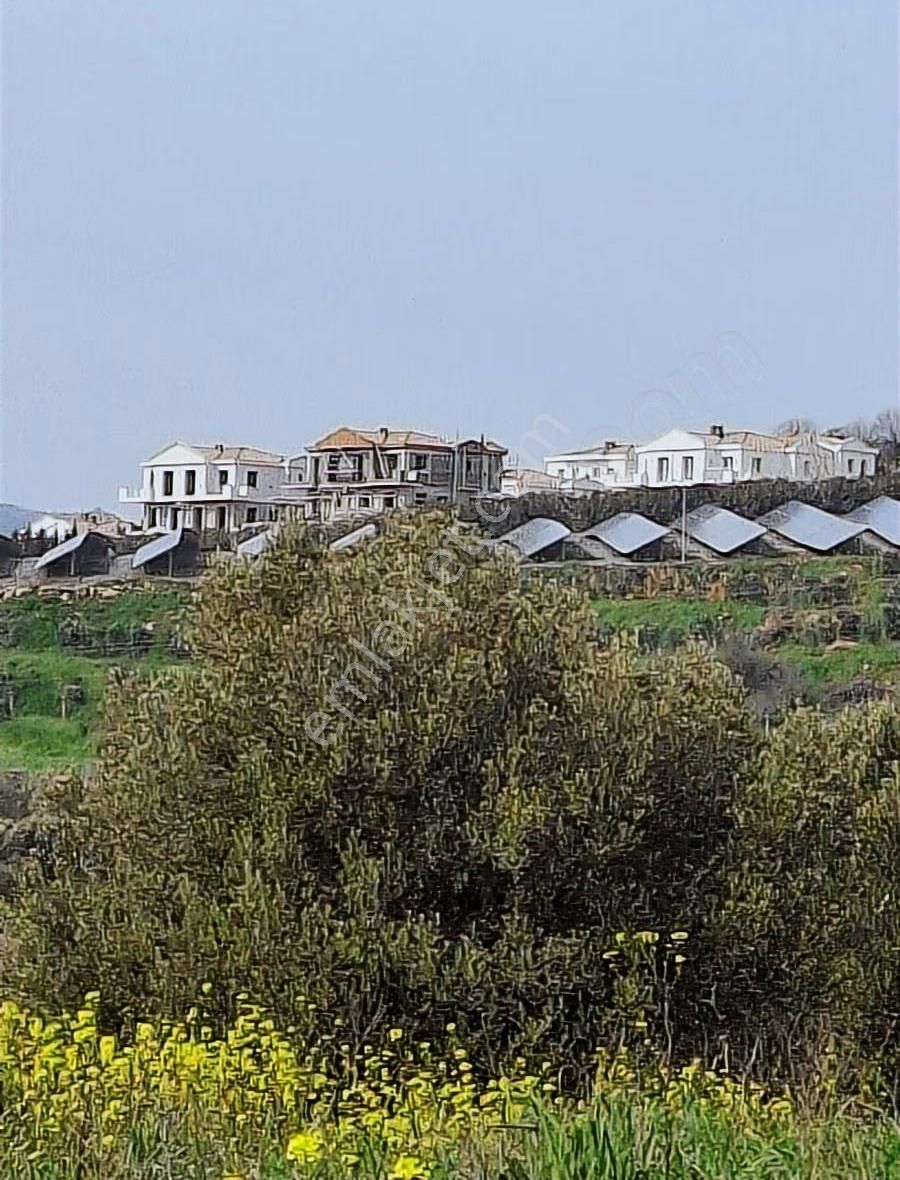 Foça Koca Mehmetler Köyünde 749 M2 Zeytinlik Acil Satılıktır - Görsel 12