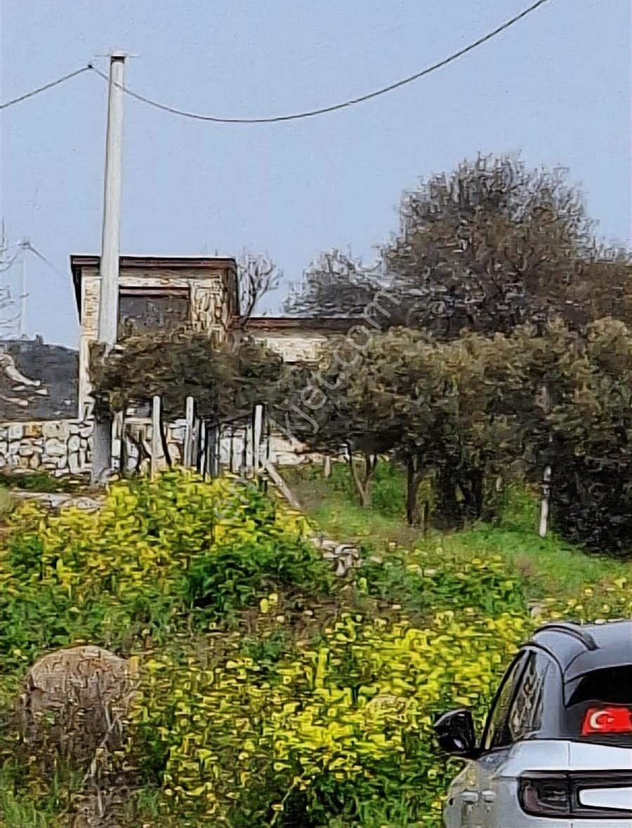 Foça Koca Mehmetler Köyünde 749 M2 Zeytinlik Acil Satılıktır - Görsel 2