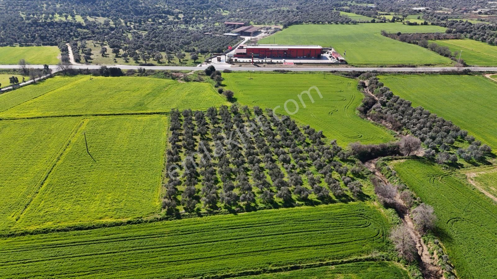 Kaçmaz Emlaktan Gökçende Anayol Kenarı Zeytinlik - Görsel 27
