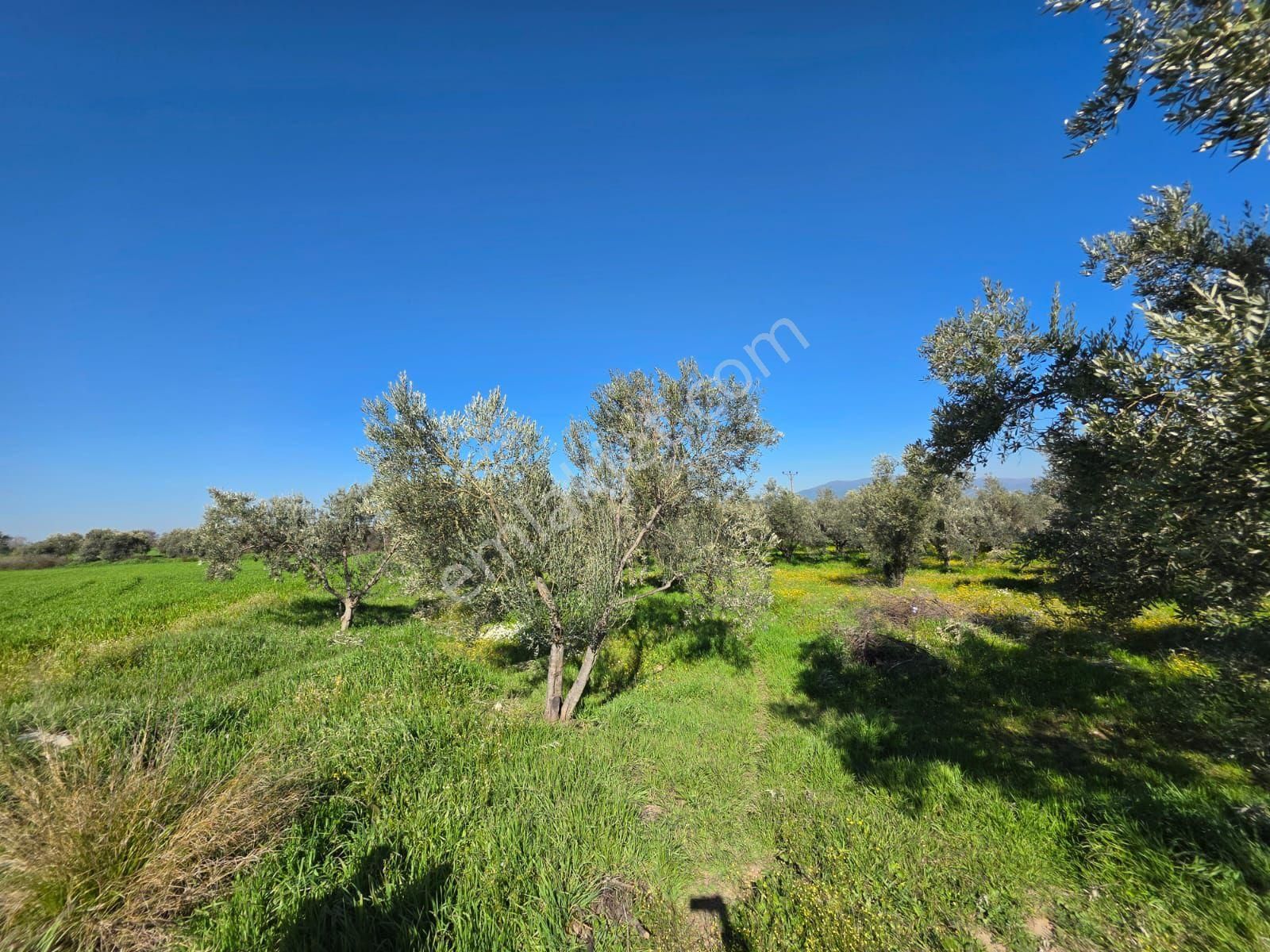 Kaçmaz Emlaktan Gökçende Anayol Kenarı Zeytinlik - Görsel 8