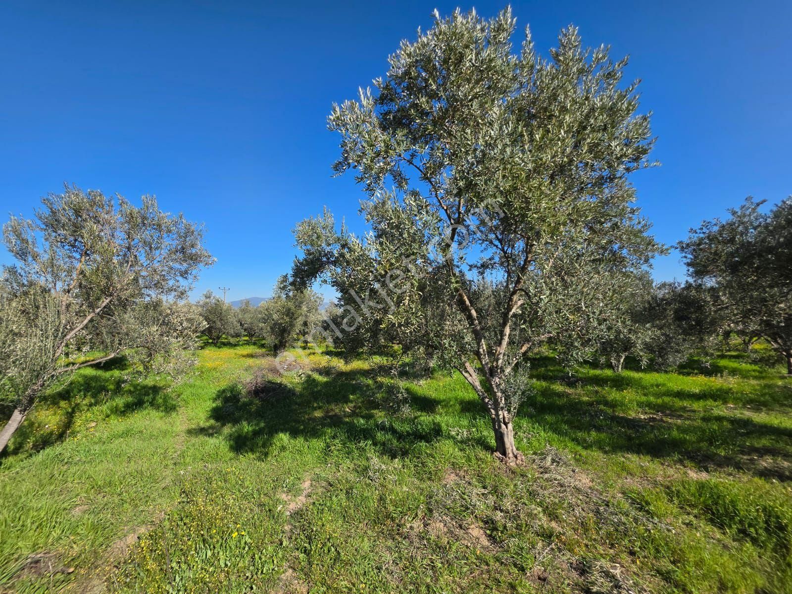 Kaçmaz Emlaktan Gökçende Anayol Kenarı Zeytinlik - Görsel 6