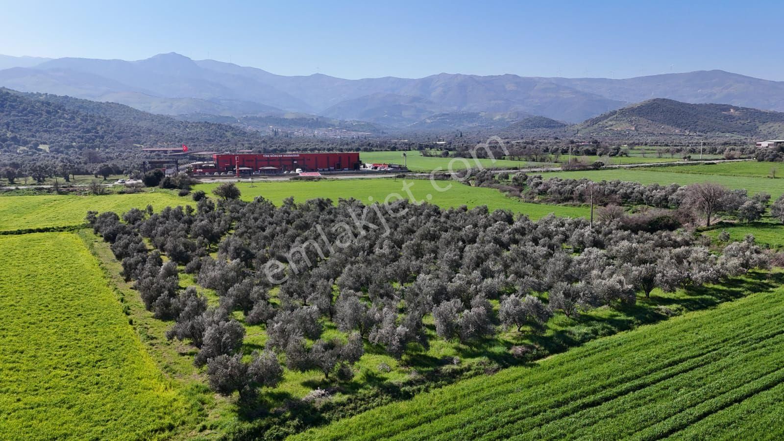 Kaçmaz Emlaktan Gökçende Anayol Kenarı Zeytinlik - Görsel 28