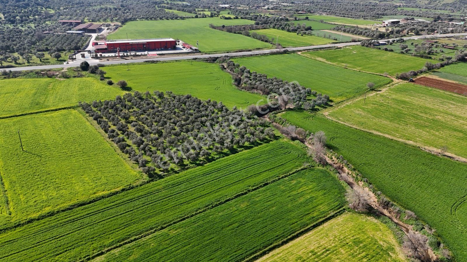 Kaçmaz Emlaktan Gökçende Anayol Kenarı Zeytinlik - Görsel 18
