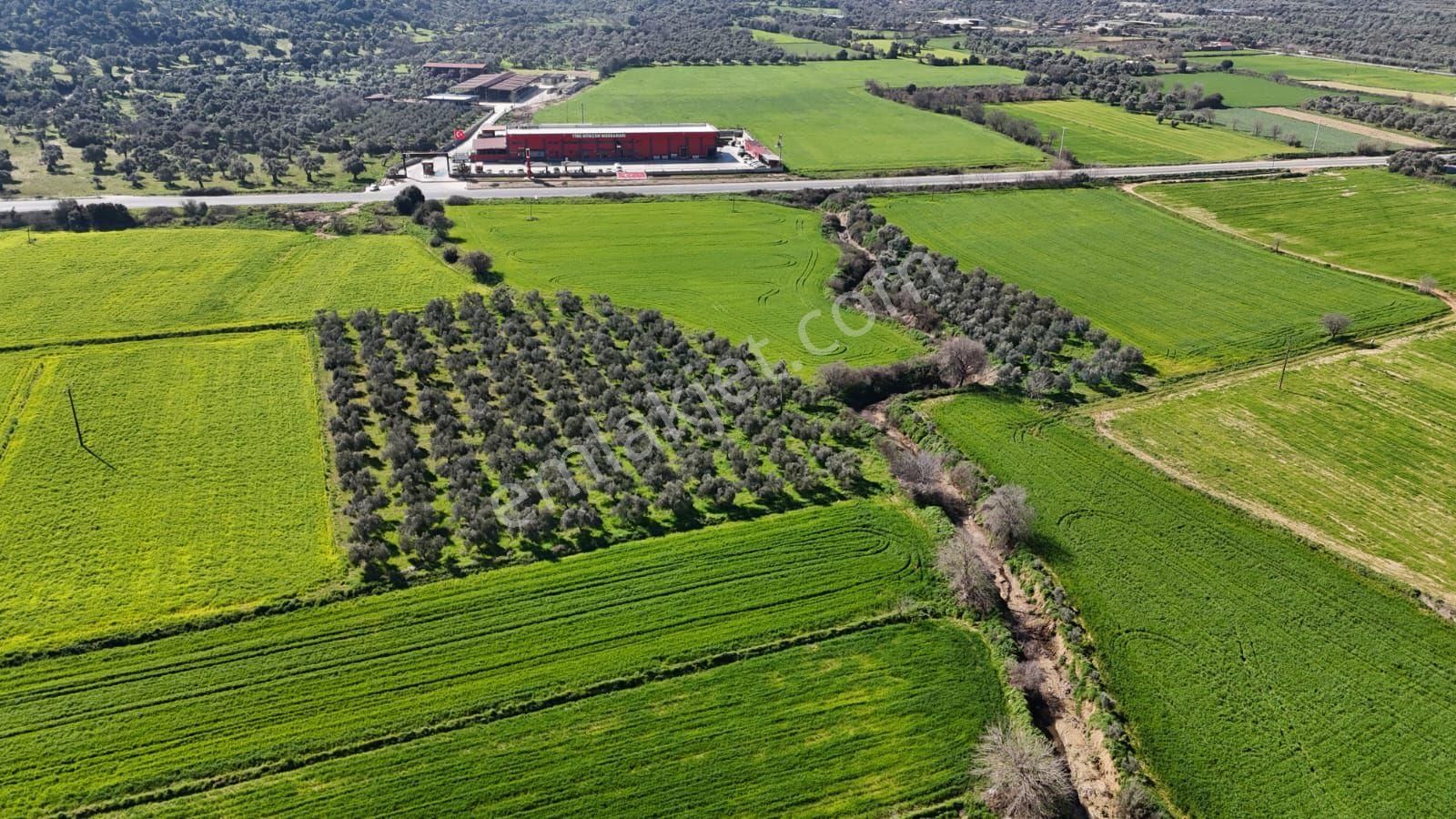 Kaçmaz Emlaktan Gökçende Anayol Kenarı Zeytinlik - Görsel 24