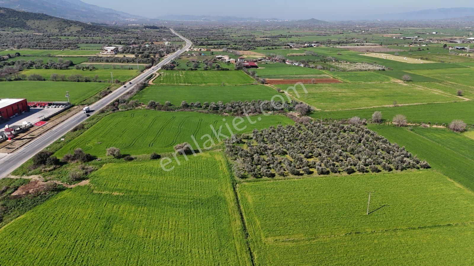 Kaçmaz Emlaktan Gökçende Anayol Kenarı Zeytinlik - Görsel 12