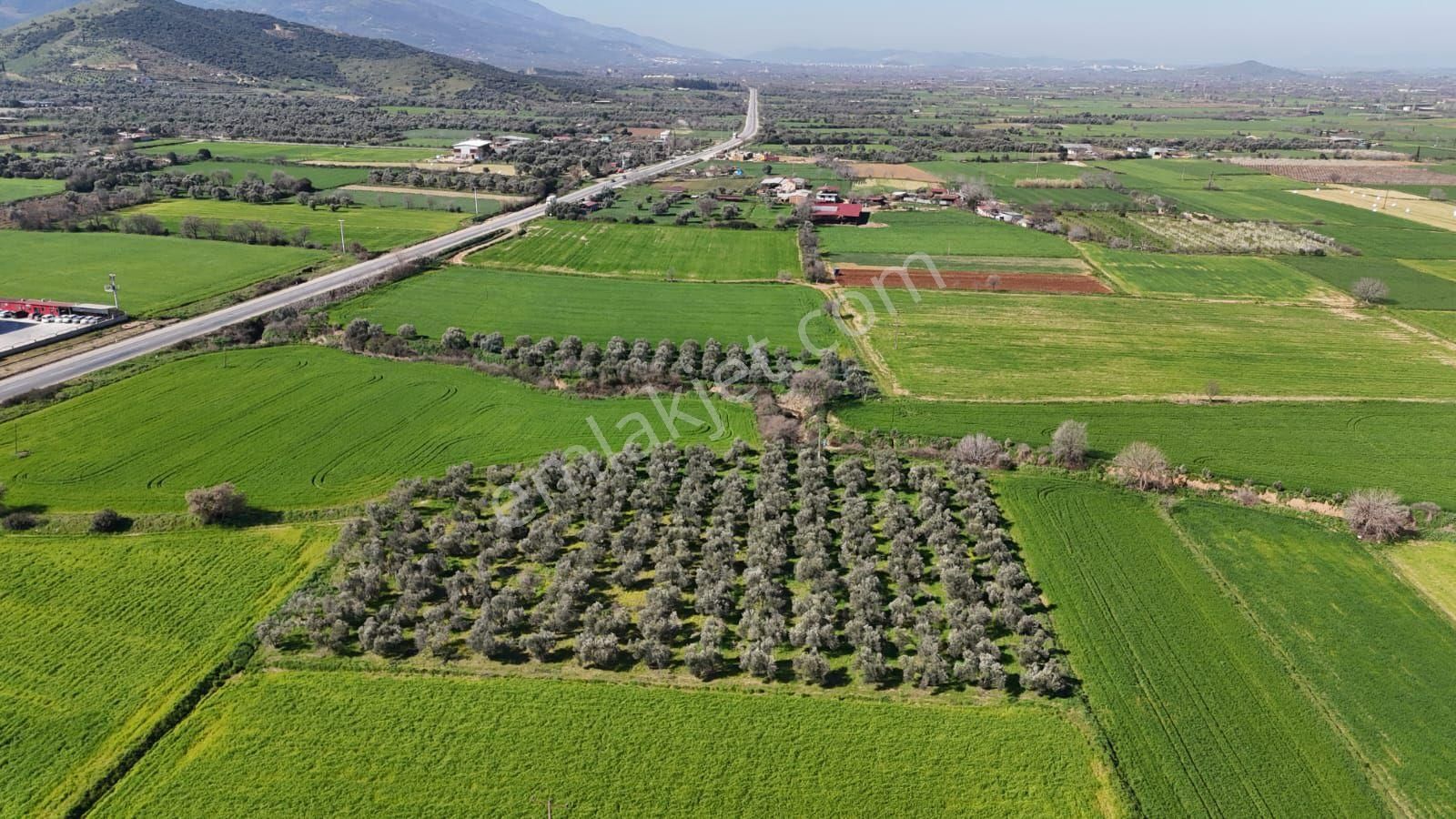 Kaçmaz Emlaktan Gökçende Anayol Kenarı Zeytinlik - Görsel 15