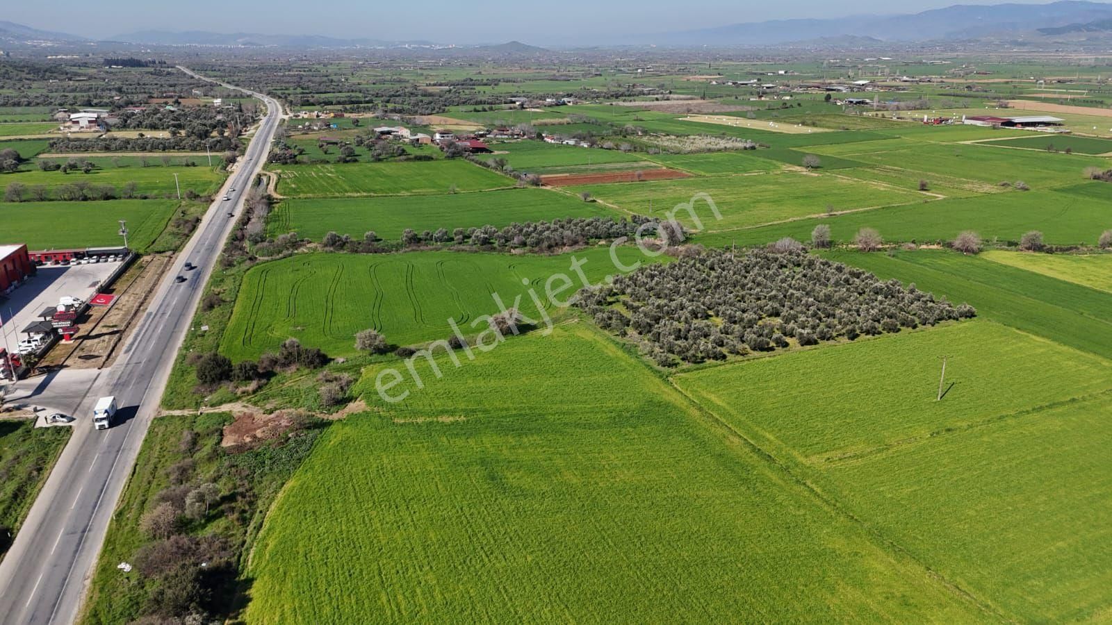 Kaçmaz Emlaktan Gökçende Anayol Kenarı Zeytinlik - Görsel 11