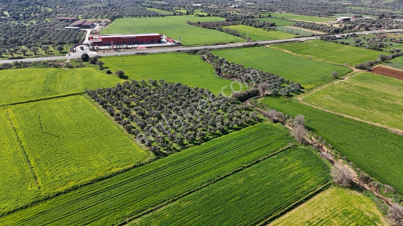 Kaçmaz Emlaktan Gökçende Anayol Kenarı Zeytinlik - Görsel 25