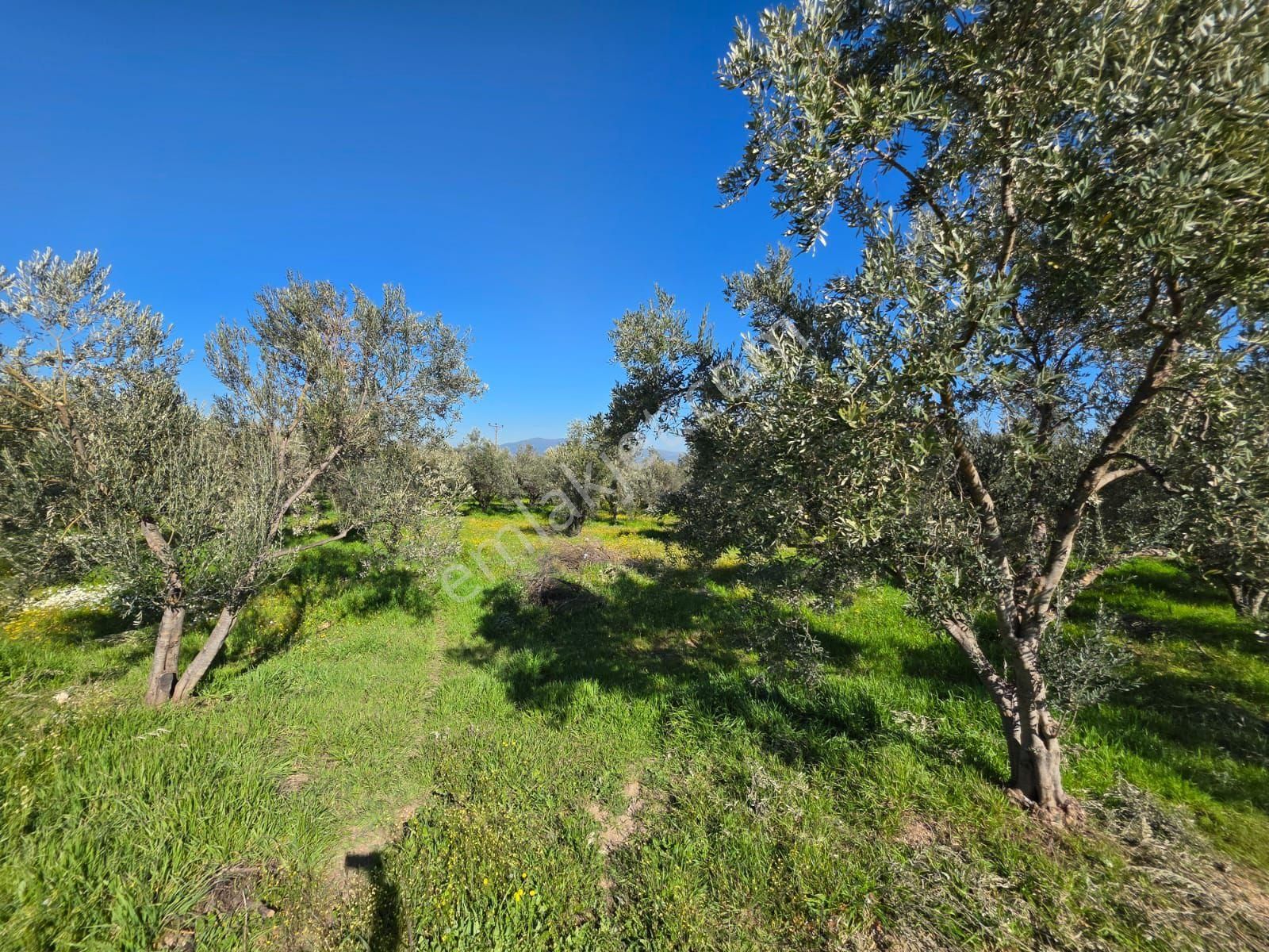 Kaçmaz Emlaktan Gökçende Anayol Kenarı Zeytinlik - Görsel 4