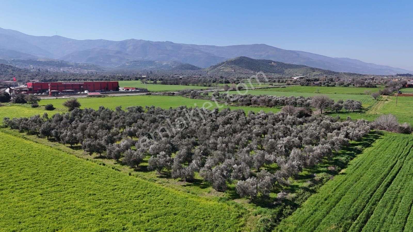 Kaçmaz Emlaktan Gökçende Anayol Kenarı Zeytinlik - Görsel 30