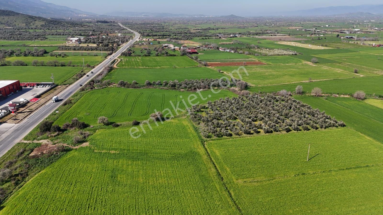 Kaçmaz Emlaktan Gökçende Anayol Kenarı Zeytinlik - Görsel 16
