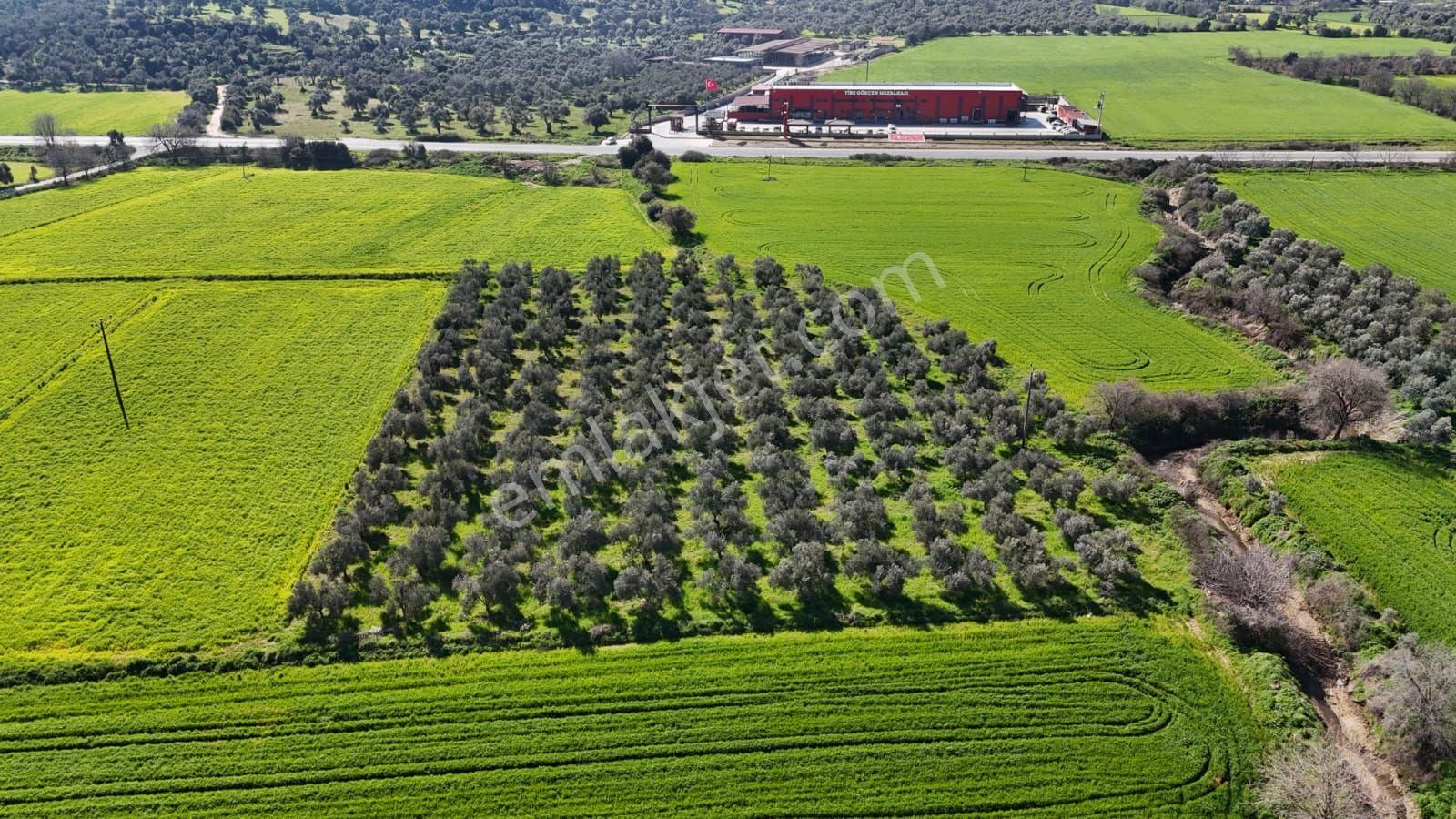 Kaçmaz Emlaktan Gökçende Anayol Kenarı Zeytinlik - Görsel 29