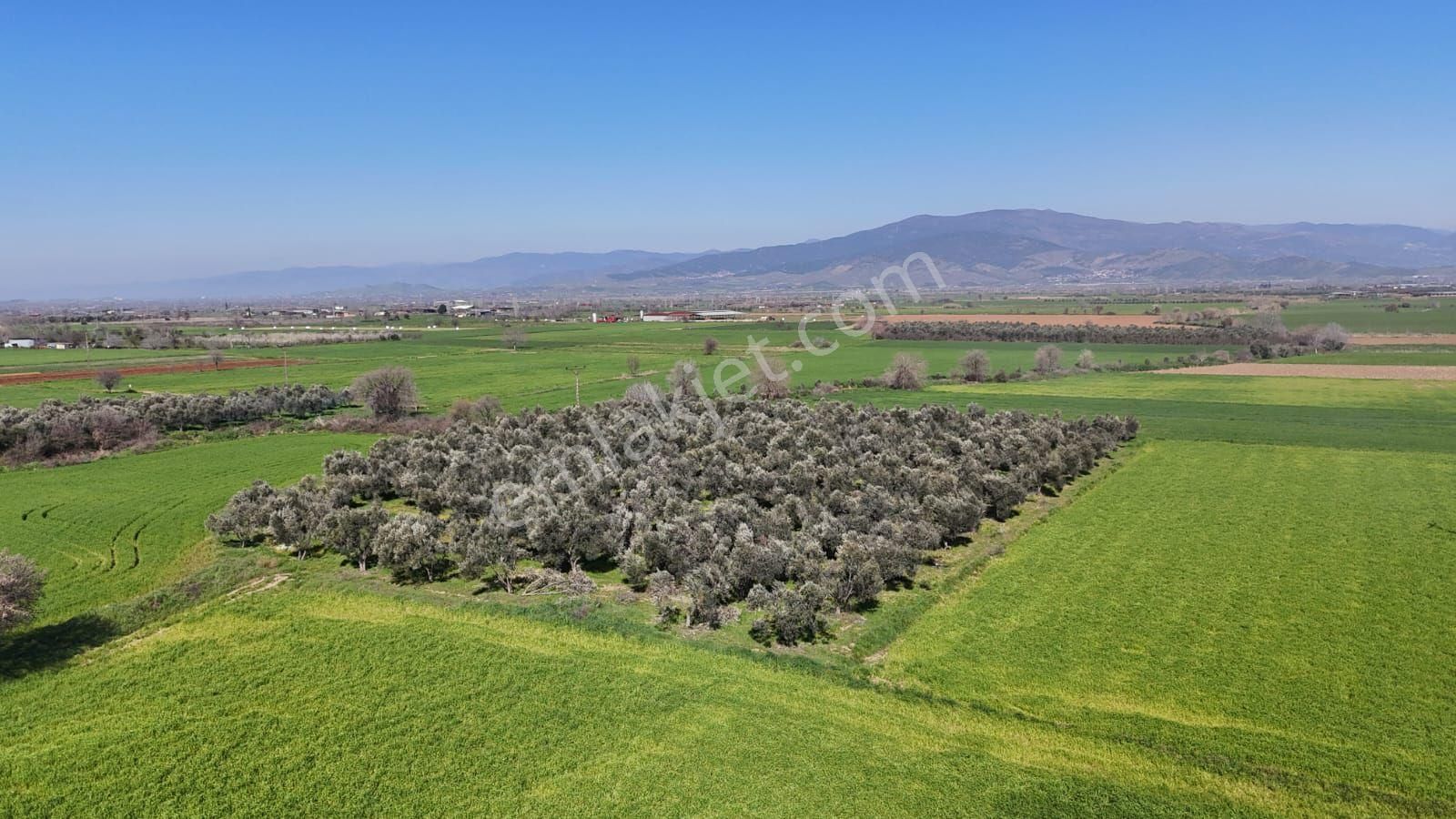 Kaçmaz Emlaktan Gökçende Anayol Kenarı Zeytinlik - Görsel 34