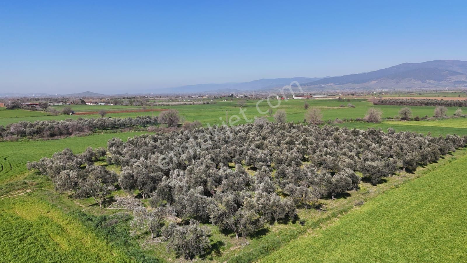 Kaçmaz Emlaktan Gökçende Anayol Kenarı Zeytinlik - Görsel 31