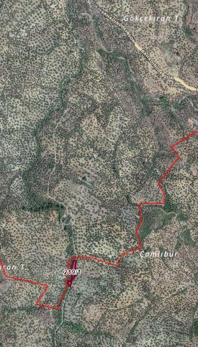 Burhaniye Avunduk Da Satılık Yola Cepheli Zeytinlik - Görsel 2
