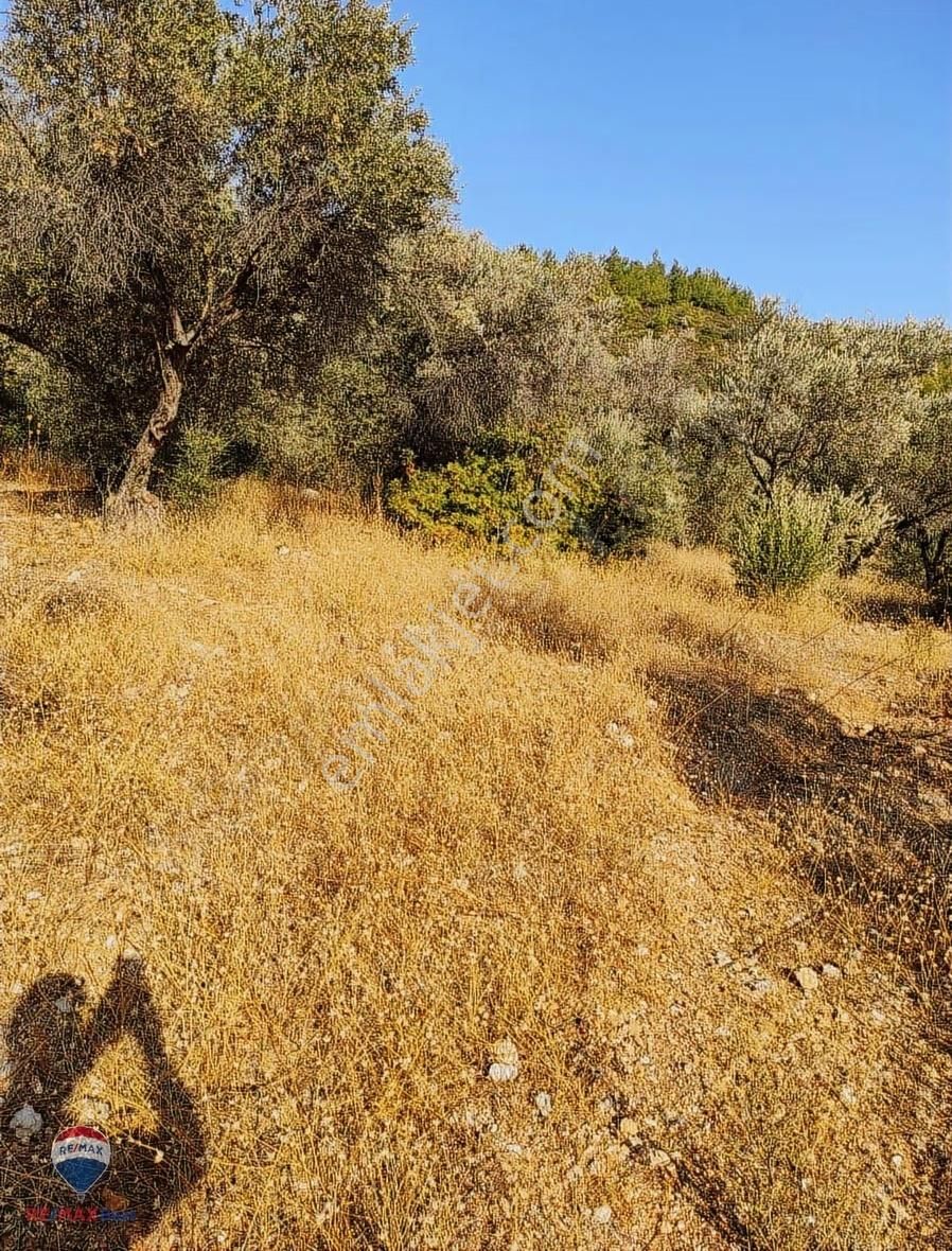 23 İzmır Urla Da Denız Manzaralı Zeytın Tarlası - Görsel 3