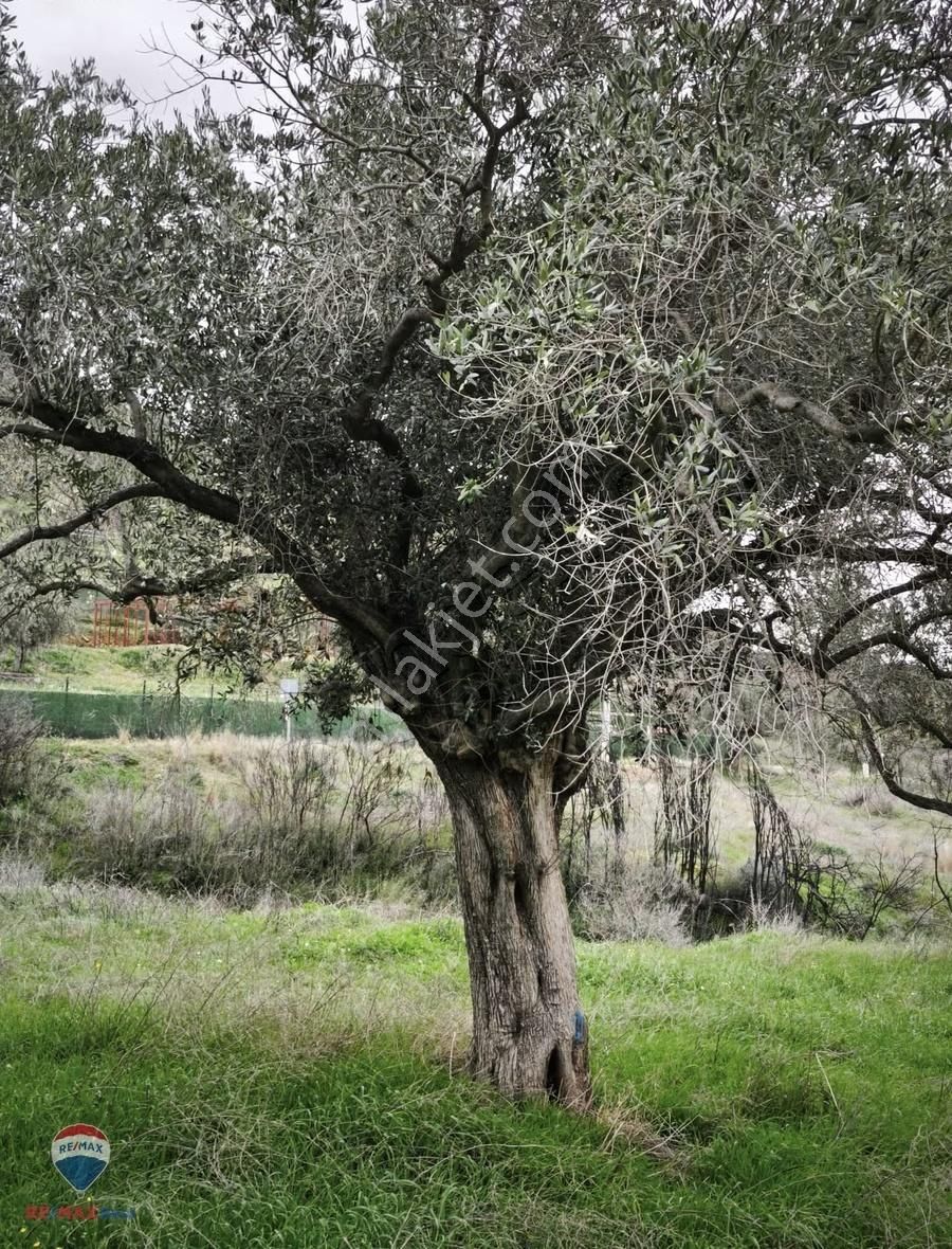 37 İzmır Bayındır Satılık Zeytınlık Tarla - Görsel 9