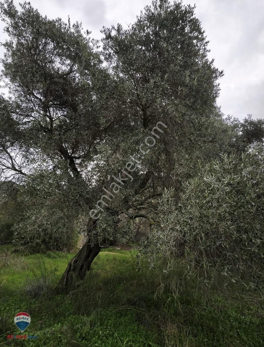 37 İzmır Bayındır Satılık Zeytınlık Tarla - Görsel 7