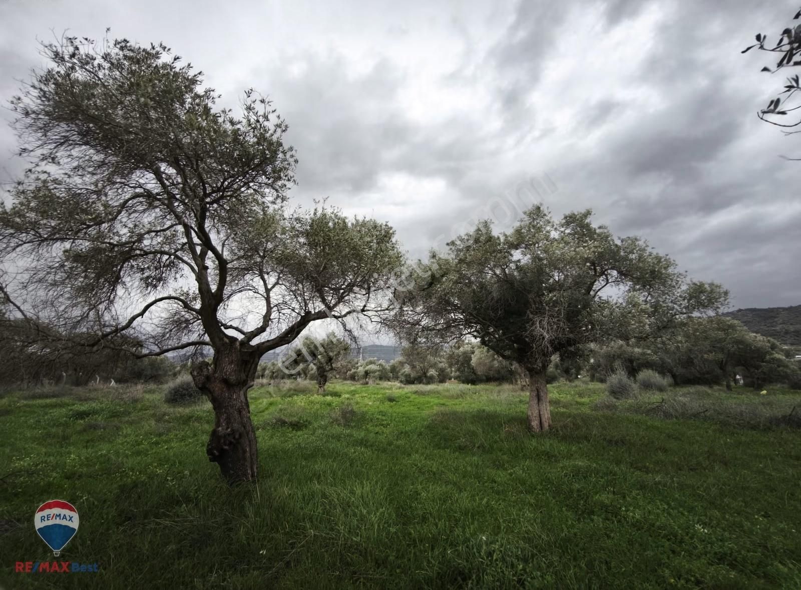 37 İzmır Bayındır Satılık Zeytınlık Tarla - Görsel 12