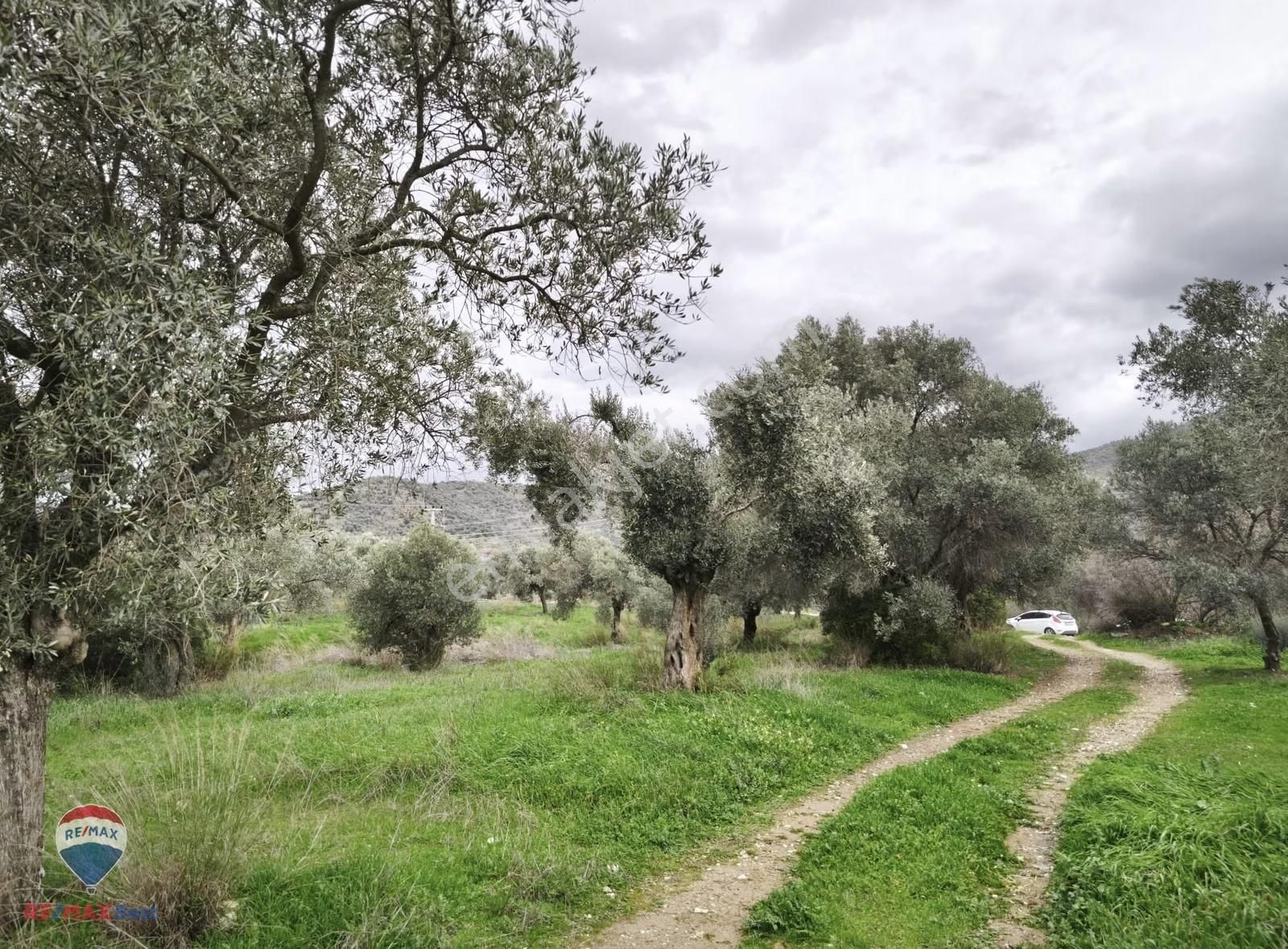 37 İzmır Bayındır Satılık Zeytınlık Tarla