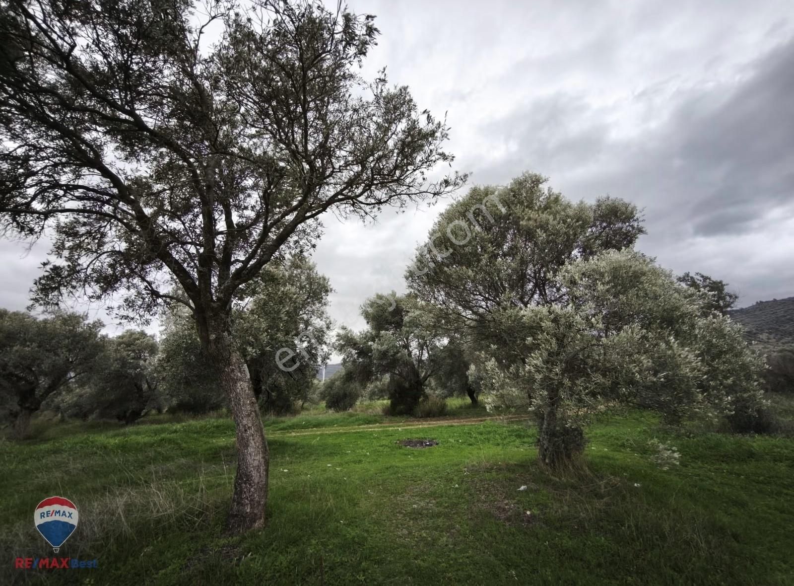 37 İzmır Bayındır Satılık Zeytınlık Tarla - Görsel 8