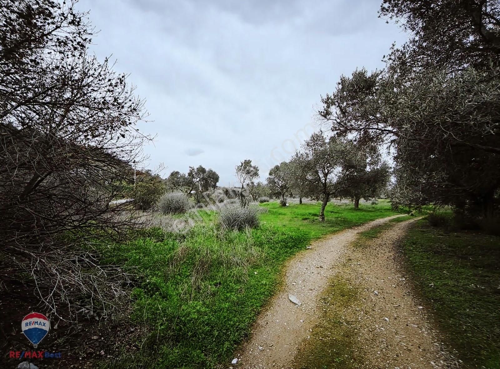37 İzmır Bayındır Satılık Zeytınlık Tarla - Görsel 2
