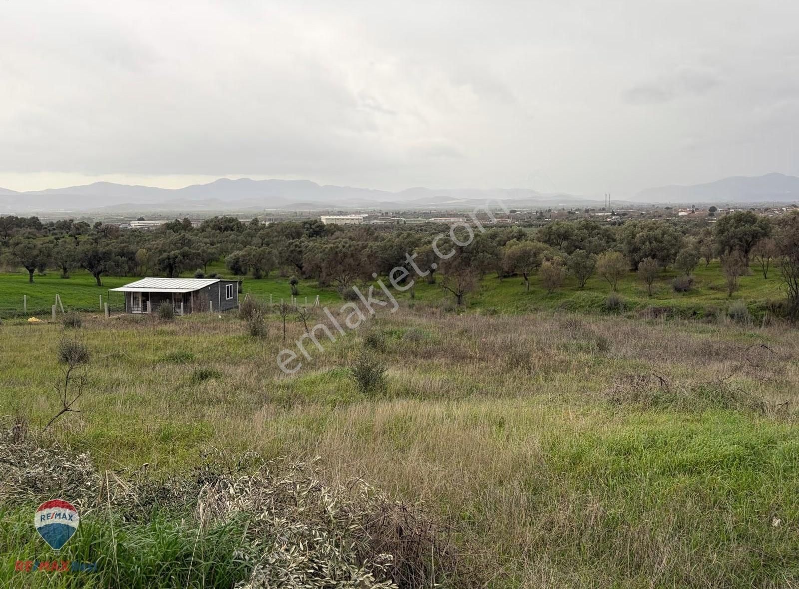 38 Satılık İzmır Bayındır Yeşılovada Zeytınlık - Görsel 2