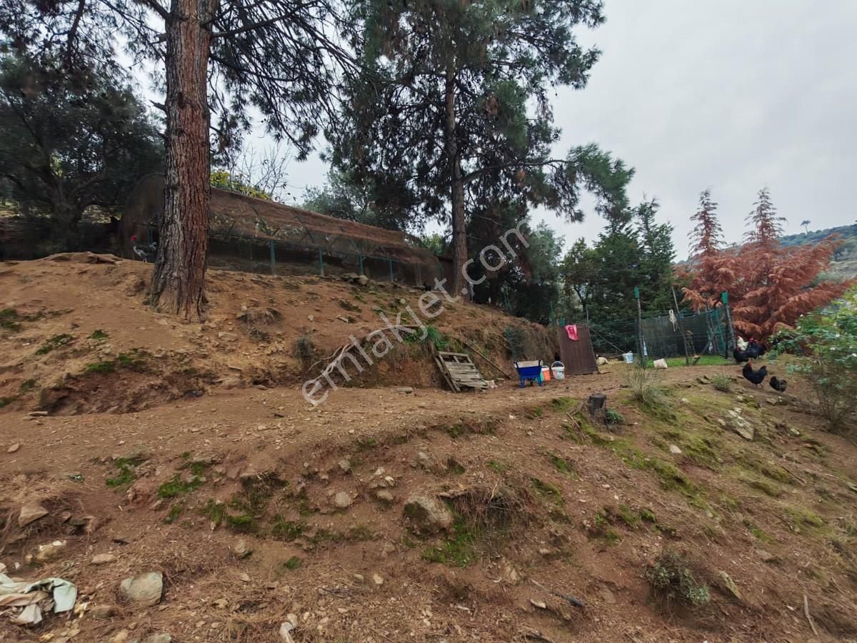 Şirincede Yatırımlık Çiftlik Evi Ve Arazisi - Görsel 16