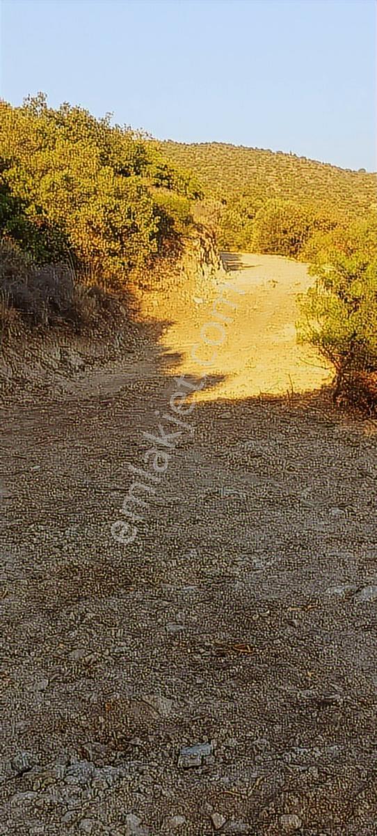 Burhaniye Bahadınlı Mahallesinde Satılık Zeytinlik - Görsel 11