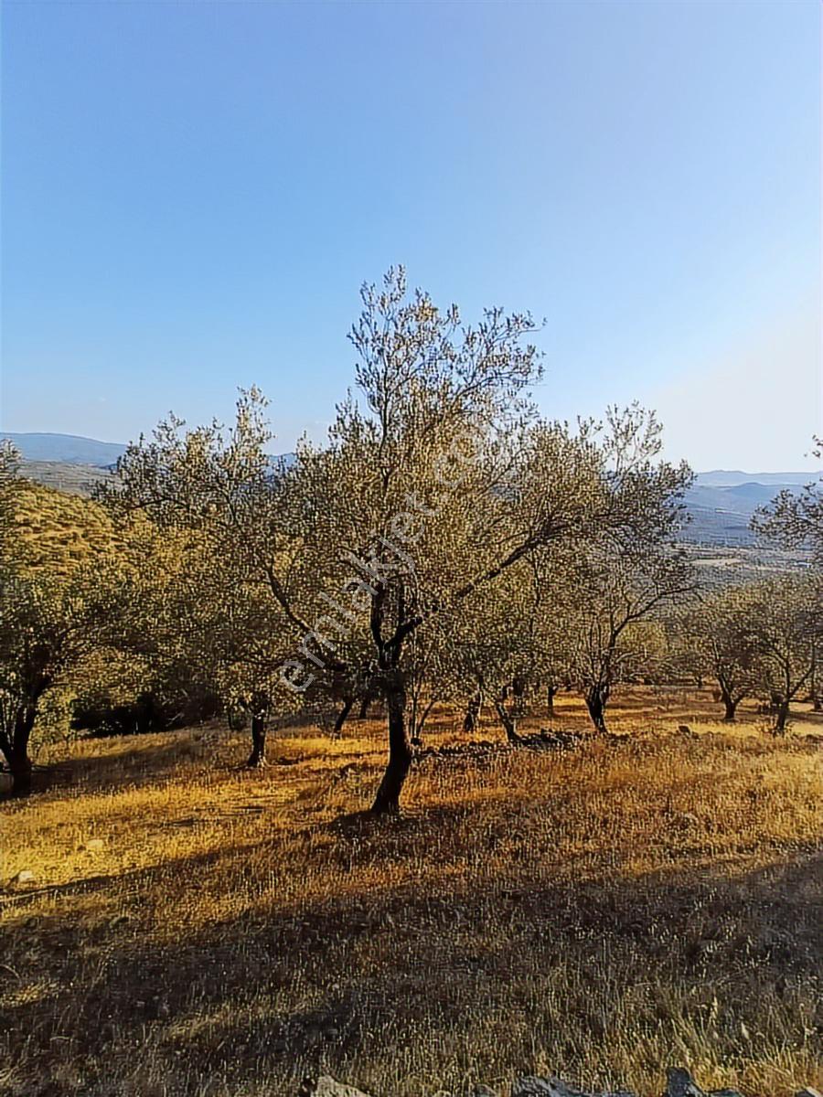 Burhaniye Bahadınlı Mahallesinde Satılık Zeytinlik - Görsel 35