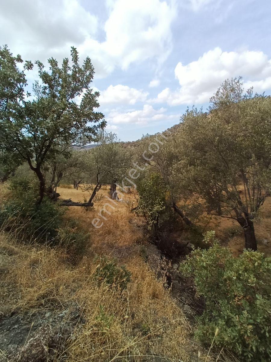Burhaniye Kuyucak Da Bakımlı Zeytinlik - Görsel 9