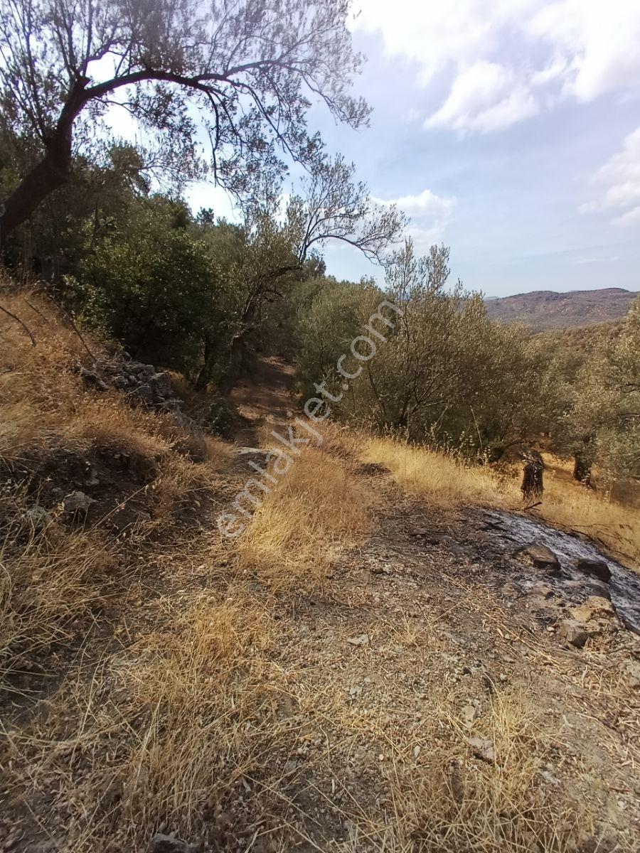 Burhaniye Kuyucak Da Bakımlı Zeytinlik - Görsel 13