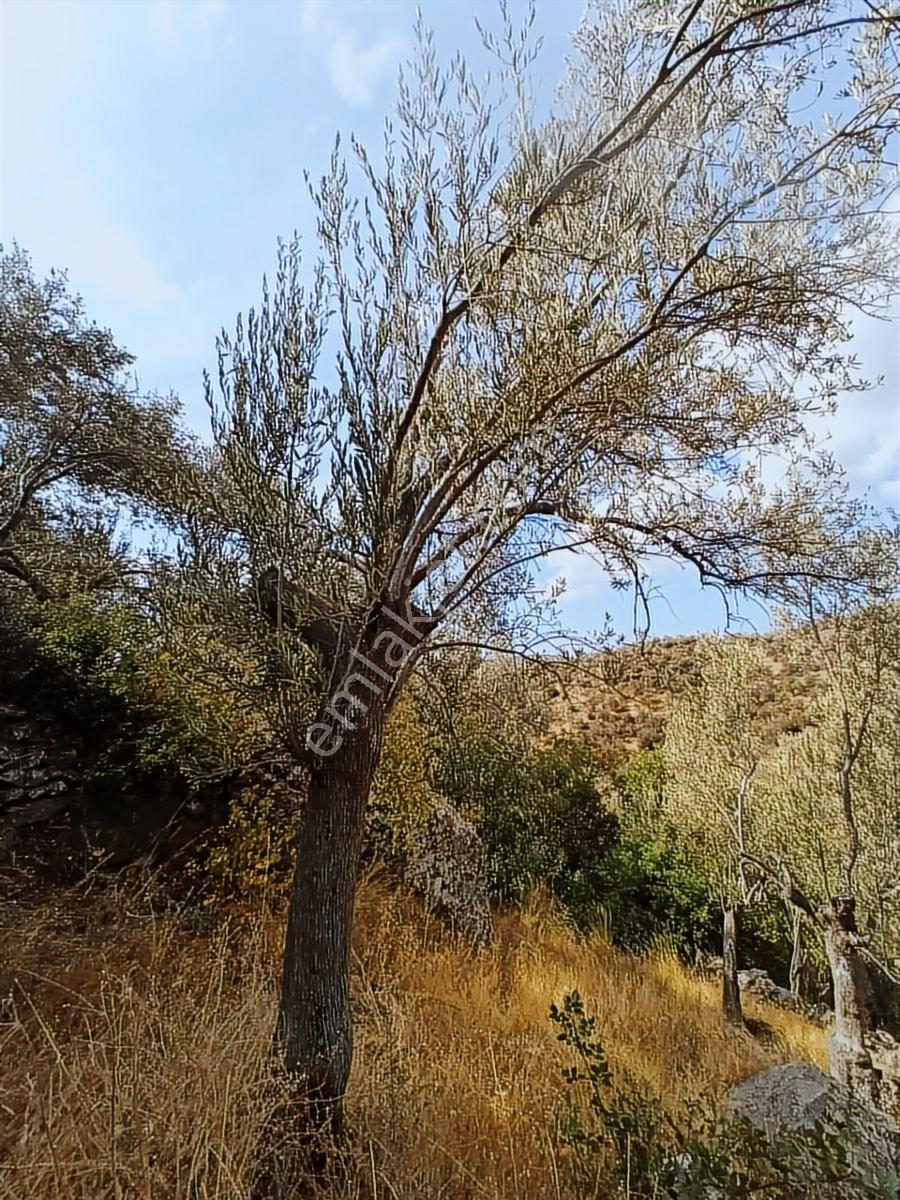 Burhaniye Kuyucak Satılık Zeytinlik - Görsel 16