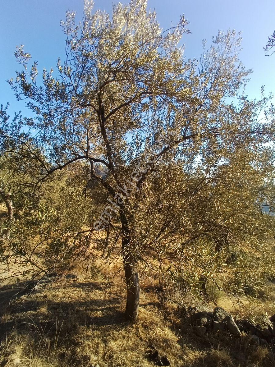Burhaniye Kuyucak Da Satılık Zeytinlik