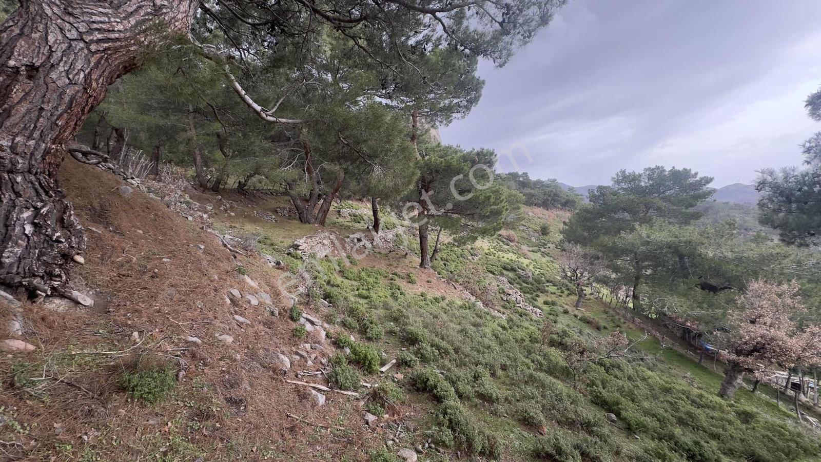 Burhaniye Çamtepe Mahallesinde Kadastro Yola Cepheli Tarla - Görsel 8