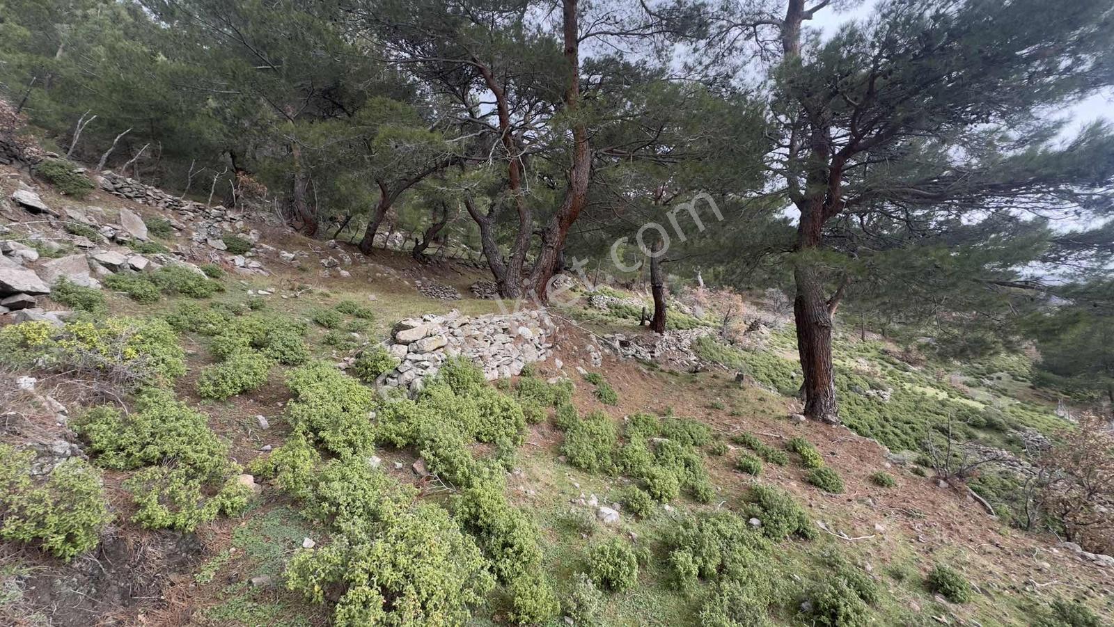 Burhaniye Çamtepe Mahallesinde Kadastro Yola Cepheli Tarla - Görsel 20