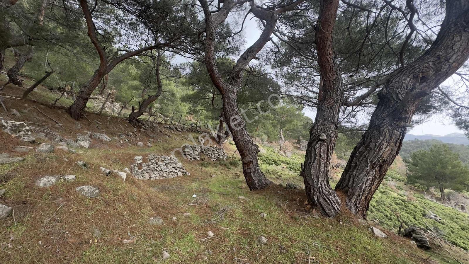 Burhaniye Çamtepe Mahallesinde Kadastro Yola Cepheli Tarla - Görsel 19