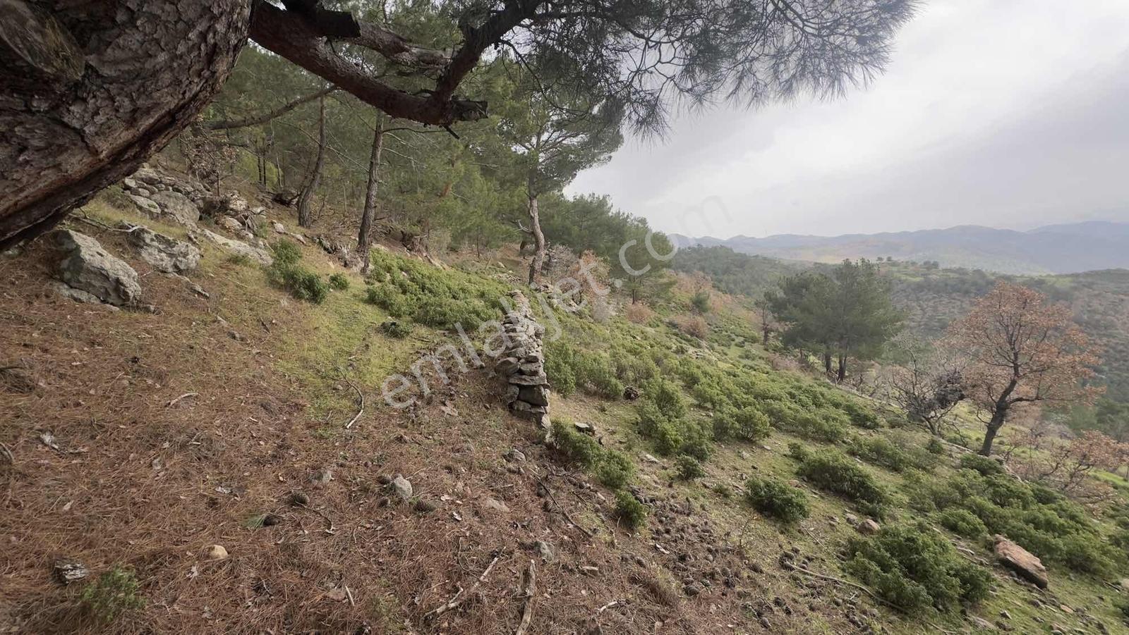 Burhaniye Çamtepe Mahallesinde Kadastro Yola Cepheli Tarla - Görsel 3