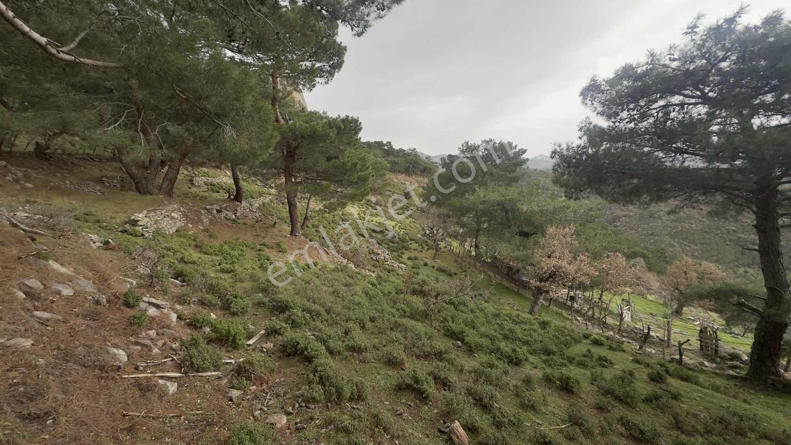 Burhaniye Çamtepe Mahallesinde Kadastro Yola Cepheli Tarla - Görsel 7