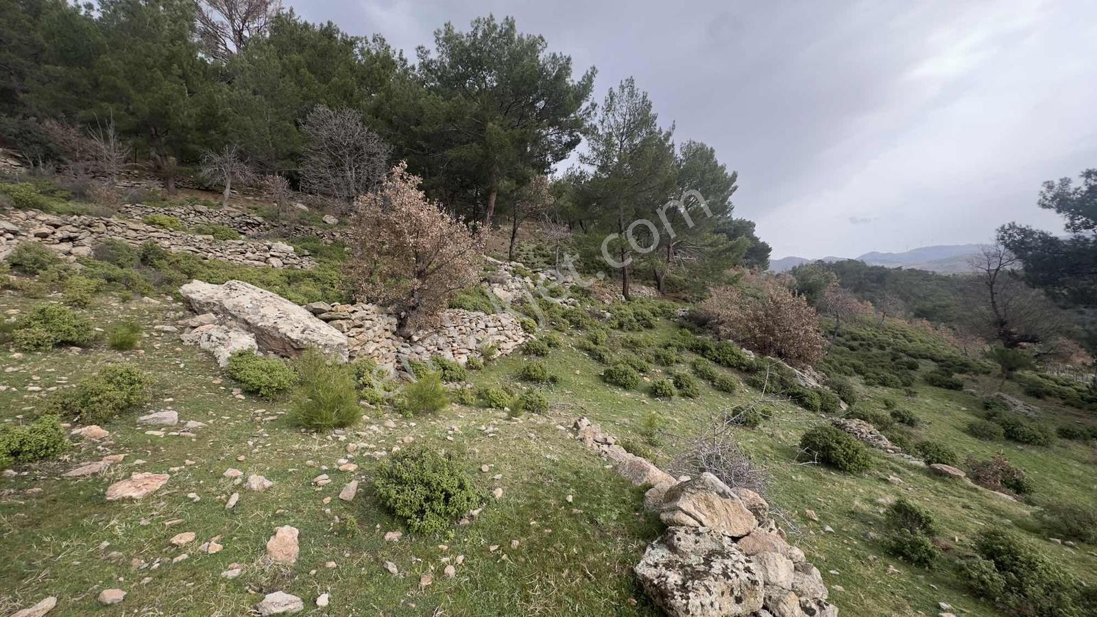 Burhaniye Çamtepe Mahallesinde Kadastro Yola Cepheli Tarla - Görsel 12