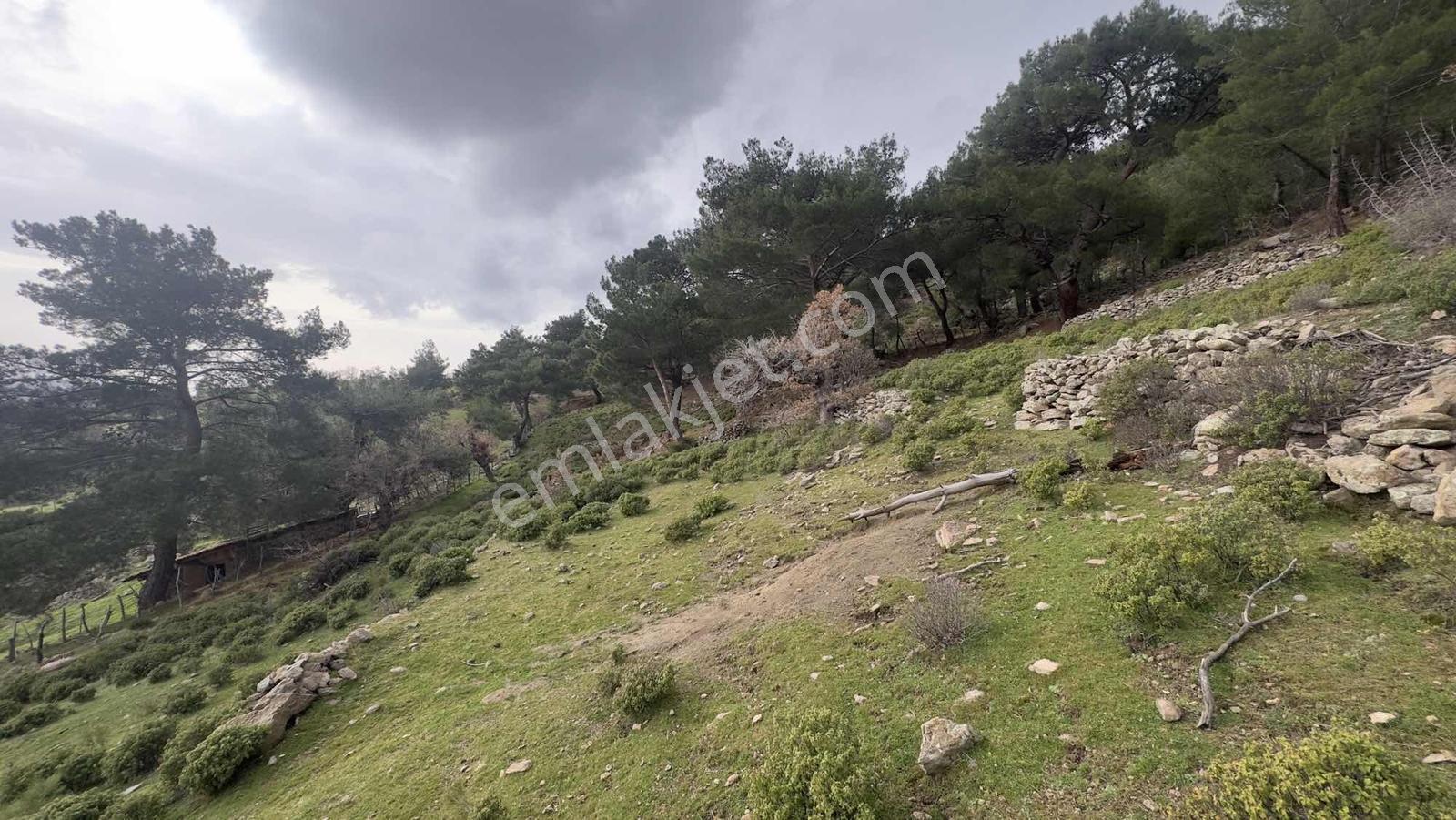Burhaniye Çamtepe Mahallesinde Kadastro Yola Cepheli Tarla - Görsel 14